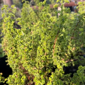 Sunburst Pelargonium Live Plant – 6 Inch Pot – Vibrant Blooms for Gardens - Image 1