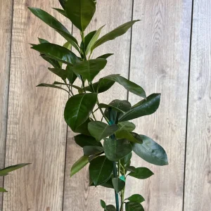 Sunburst Tangerine Tree - Live Grafted Plant - Half Gallon Pot - Image 2