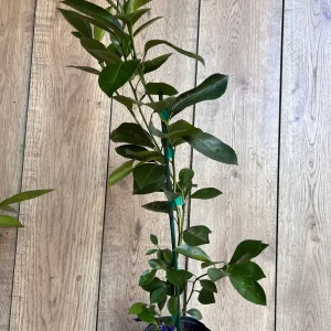 Sunburst Tangerine Tree - Live Grafted Plant - Half Gallon Pot - Image 3