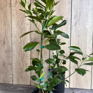 Sunburst Tangerine Tree - Live Grafted Plant - Half Gallon Pot - Image 5