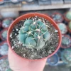 Suncup Cactus Live Plant – Rare Potted Cactus – 4 inch Pot – Indoor/Outdoor - Image 1