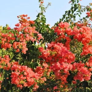 Sundown Orange Bougainvillea Live Plant - 2 Pack, 4-6