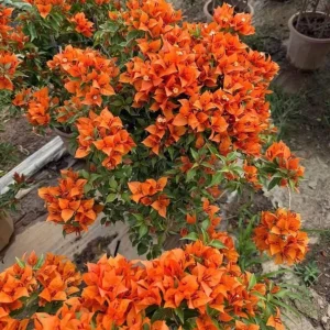 Sundown Orange Bougainvillea Live Plant - 2 Pack, 4-6