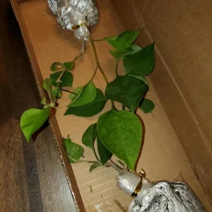 Sundown Orange Bougainvillea Live Plant - 2 Pack, 4-6