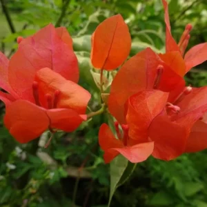 Sundown Orange Bougainvillea Live Plant - 2 Pack, 4-6