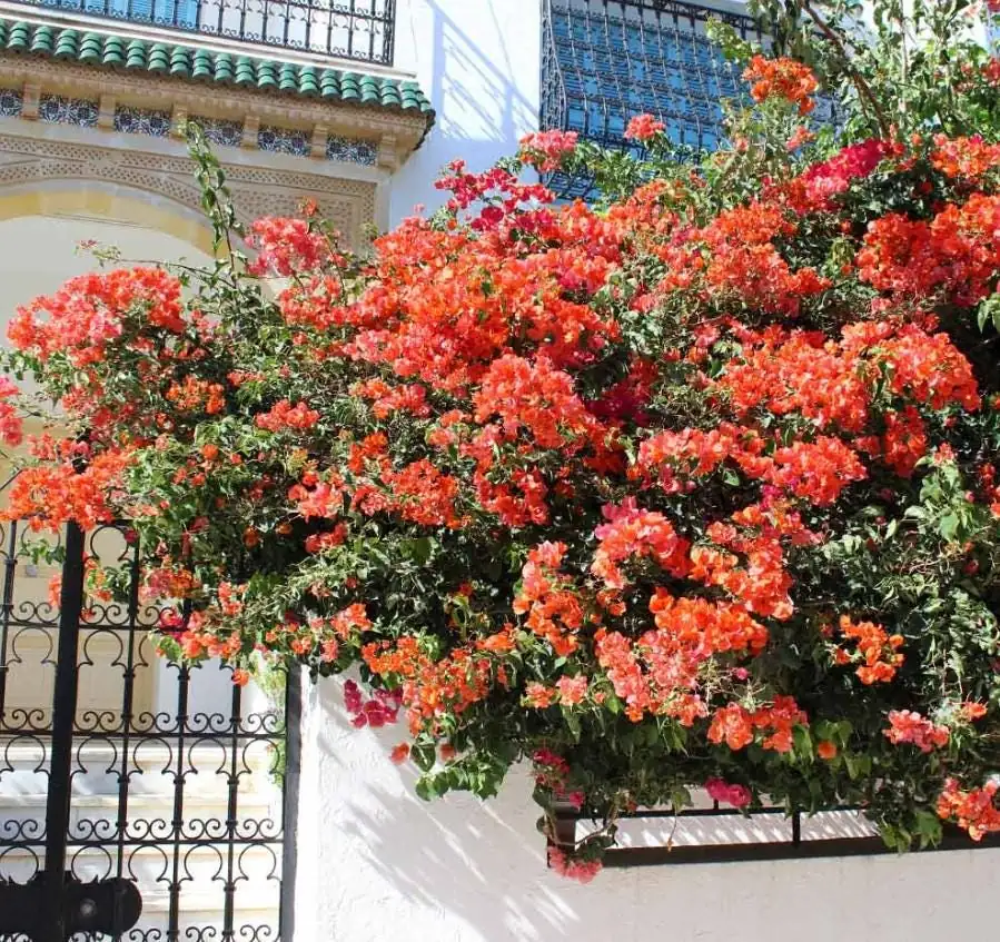 Sundown Orange Bougainvillea Starter Plants - Set of 2, 4-10" Tall Hardy Vibrant Flower Vine - Image 2
