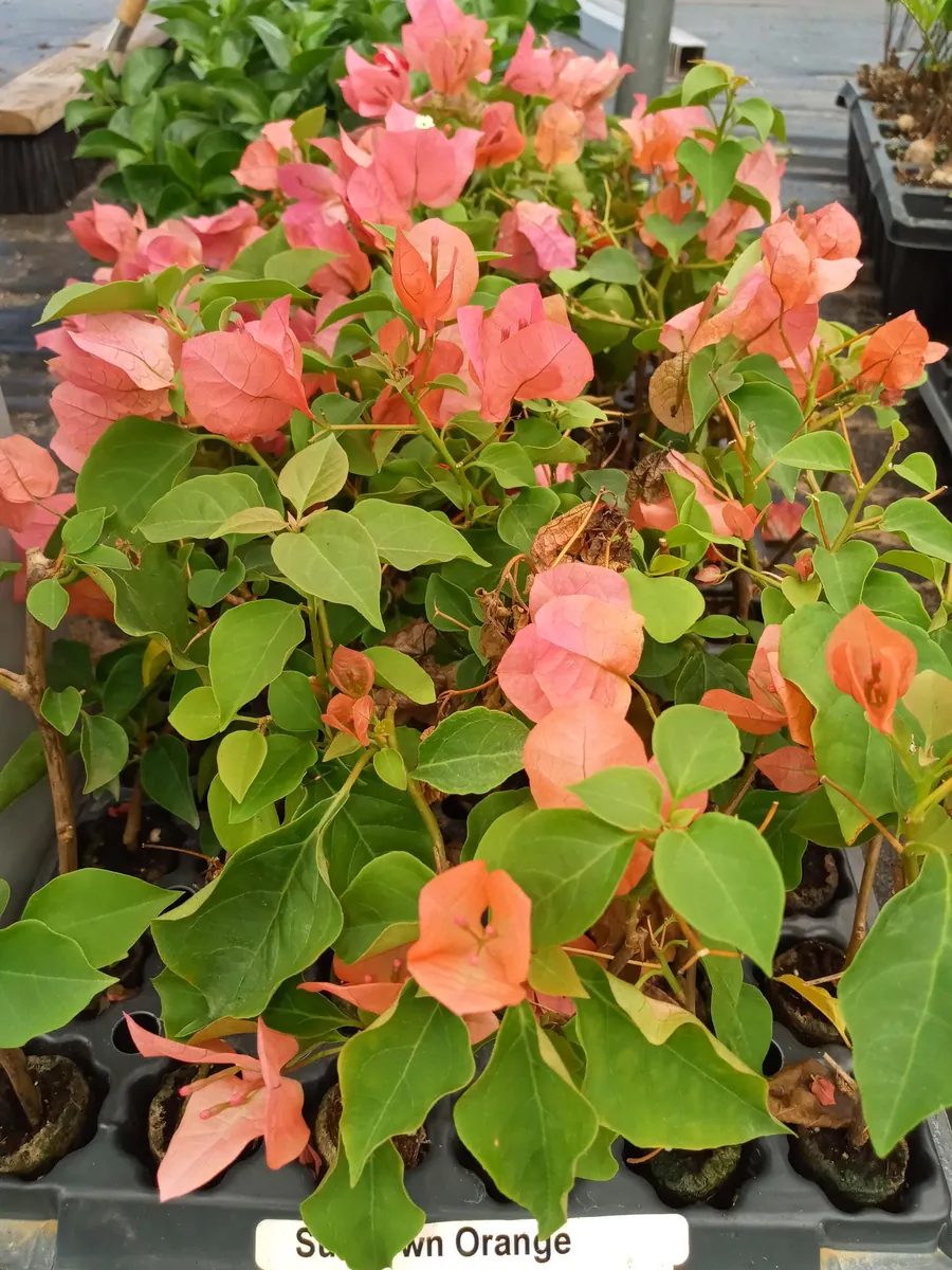 Sundown Orange Bougainvillea Starter Plants - Set of 2, 4-10" Tall Hardy Vibrant Flower Vine - Image 3