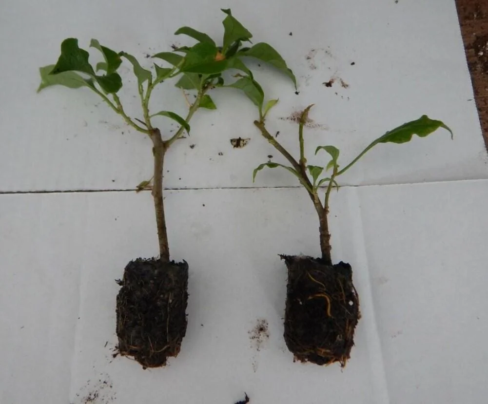 Sundown Orange Bougainvillea Starter Plants - Set of 2, 4-10" Tall Hardy Vibrant Flower Vine - Image 4