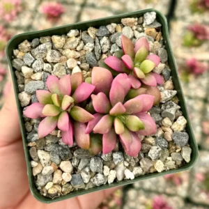 Sunrise Variegated Succulent Live Plant - Pink Echeveria in 2-4 inch Pot - Image 2
