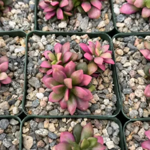 Sunrise Variegated Succulent Live Plant - Pink Echeveria in 2-4 inch Pot - Image 4