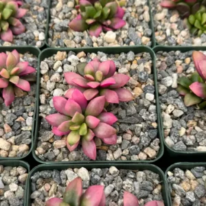 Sunrise Variegated Succulent Live Plant - Pink Echeveria in 2-4 inch Pot - Image 5