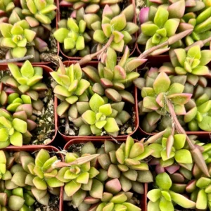 Sunrise Variegated Succulent Live Plant - Pink Echeveria in 2-4 inch Pot - Image 6