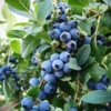 Sunshine Blue Blueberry Live Plant – 4-8" Tall – Compact Sweet Berry Bush for Gardens & Containers - Image 1
