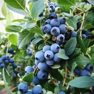 Sunshine Blue Blueberry Live Plant – 4-8
