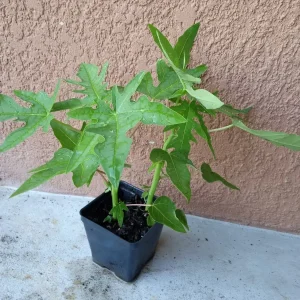 Super Sweet Papaya Live Plant - 2 Plants in 3.5" Pot, 8-12" Tall, Outdoor Fruit Tree - Image 1