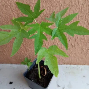 Super Sweet Papaya Live Plant - 3.5