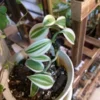 Super Variegated Vanilla Orchid Starter Plant – Live Plant – Indoor Houseplant - Image 1