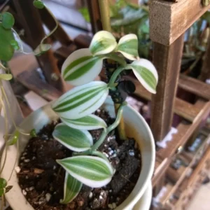 Super Variegated Vanilla Orchid Starter Plant – Live Plant – Indoor Houseplant - Image 1