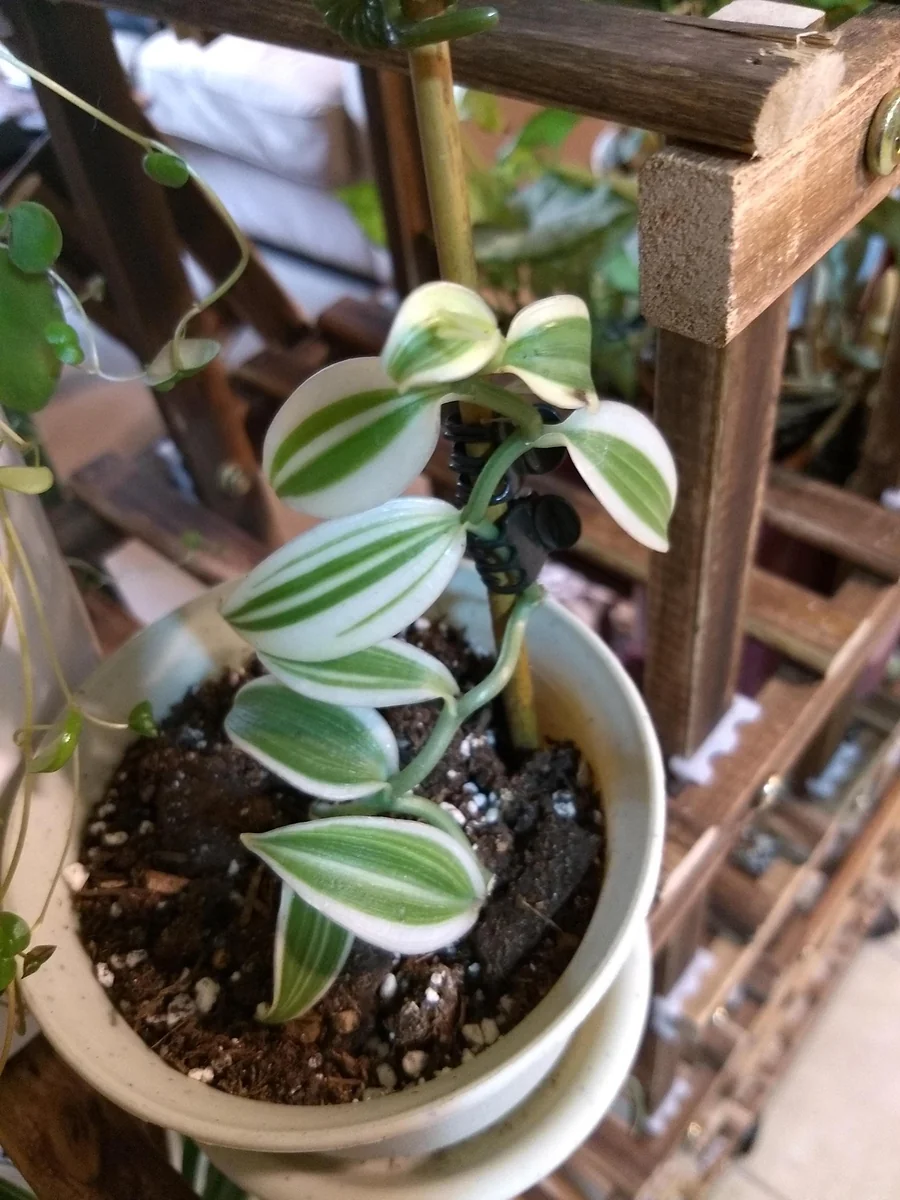 Super Variegated Vanilla Orchid Starter Plant – Live Plant – Indoor Houseplant - Image 1