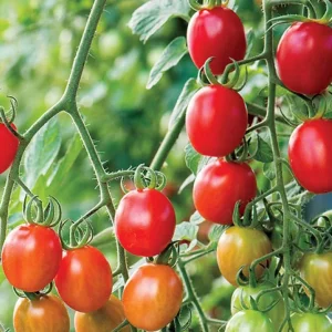 Supersweet 100 Cherry Tomato Seeds - Organic Vegetable Seeds - Image 2