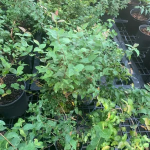 Surinam Cherry Black Star Live Plant - Mature Bush with Flowers - Image 4