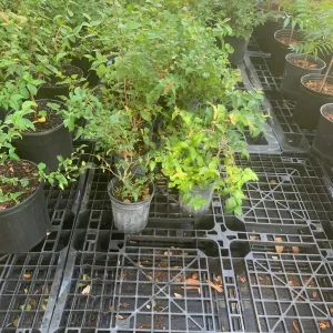 Surinam Cherry Black Star Live Plant - Mature Bush with Flowers - Image 5