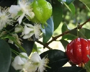 Surinam Cherry Live Plant – 2-3 Ft Tall – Potted in 3 Gallon – Outdoor Fruit Tree - Image 1