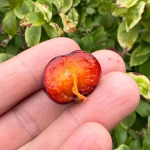 Surinam Cherry Live Plant Set - 2 Plants, 3-5