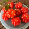 Surinam Cherry Live Plant Set - 2 Plants, 3-5" Tall - Eugenia uniflora Tropical Fruit Tree - Image 1