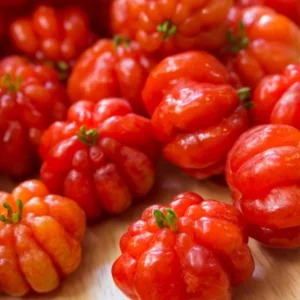 Surinam Cherry Live Plant Set - 2 Plants, 3-5