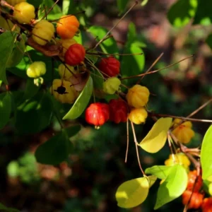 Surinam Cherry Live Plant Set - 2 Plants, 3-5