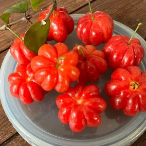 Surinam Cherry Live Plant Set - 2 Plants, 3-5" Tall - Eugenia uniflora Tropical Fruit Tree - Image 1