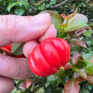 Surinam Cherry Live Plant Set - 2 Plants, 3-5