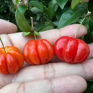 Surinam Cherry Live Plant Set - 2 Plants, 3-5