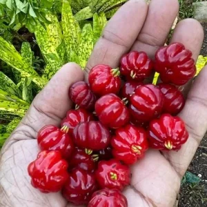 Surinam Cherry Live Plant Set - 2 Plants, 3-5