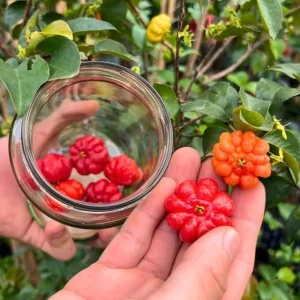 Surinam Cherry Live Plant Set - 2 Plants, 3-5