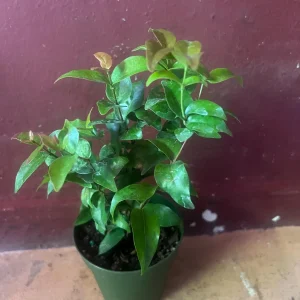 Suriname Cherry Live Plant - 4