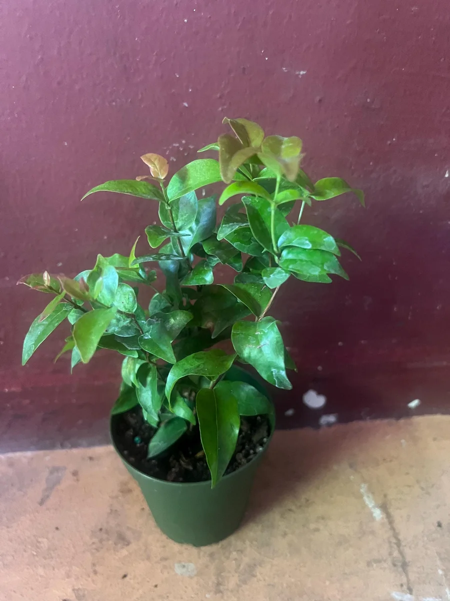 Suriname Cherry Live Plant - 4" Pot - Tropical Fruit Shrub, Eugenia uniflora - Image 10