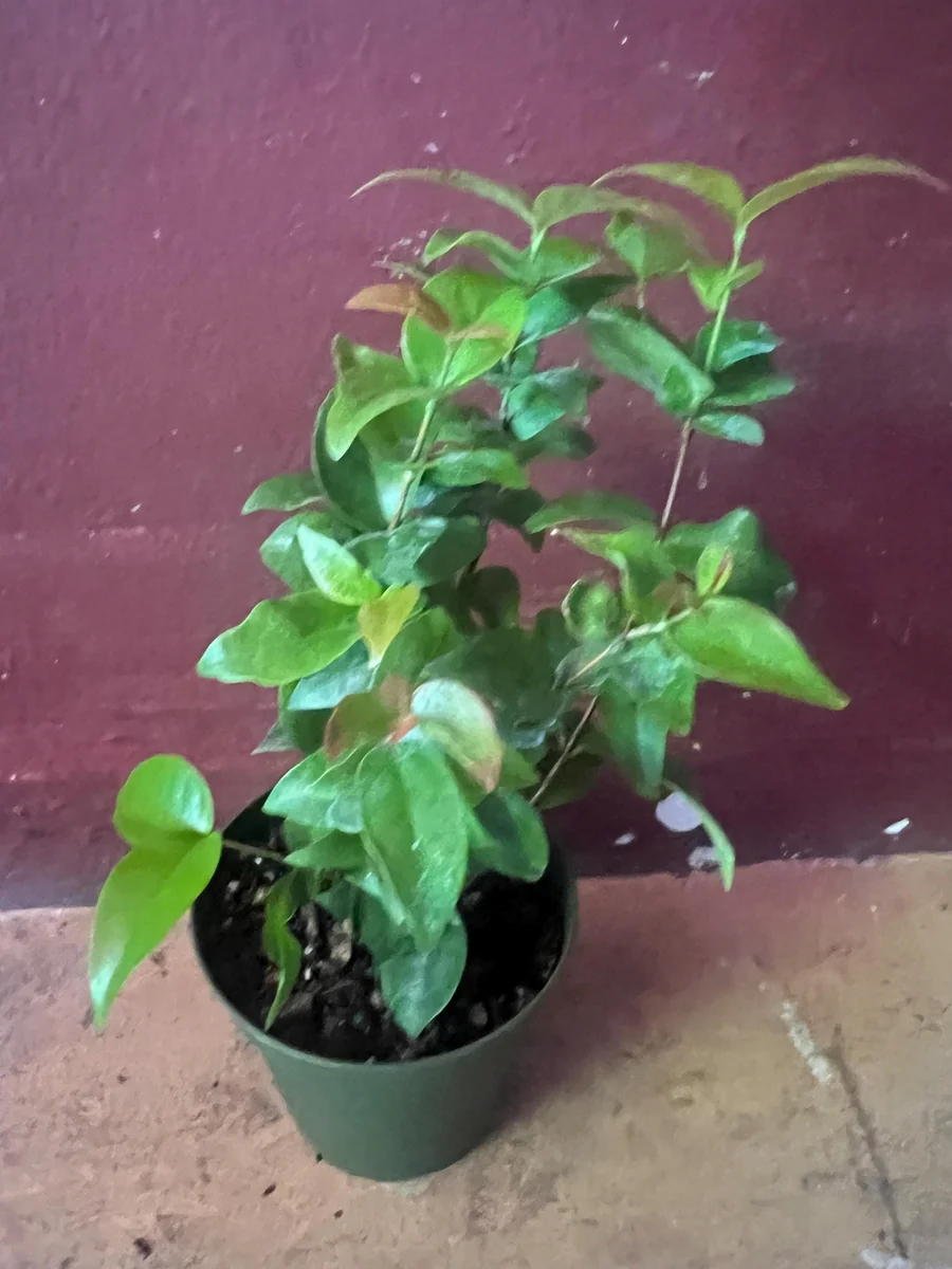 Suriname Cherry Live Plant - 4" Pot - Tropical Fruit Shrub, Eugenia uniflora - Image 2