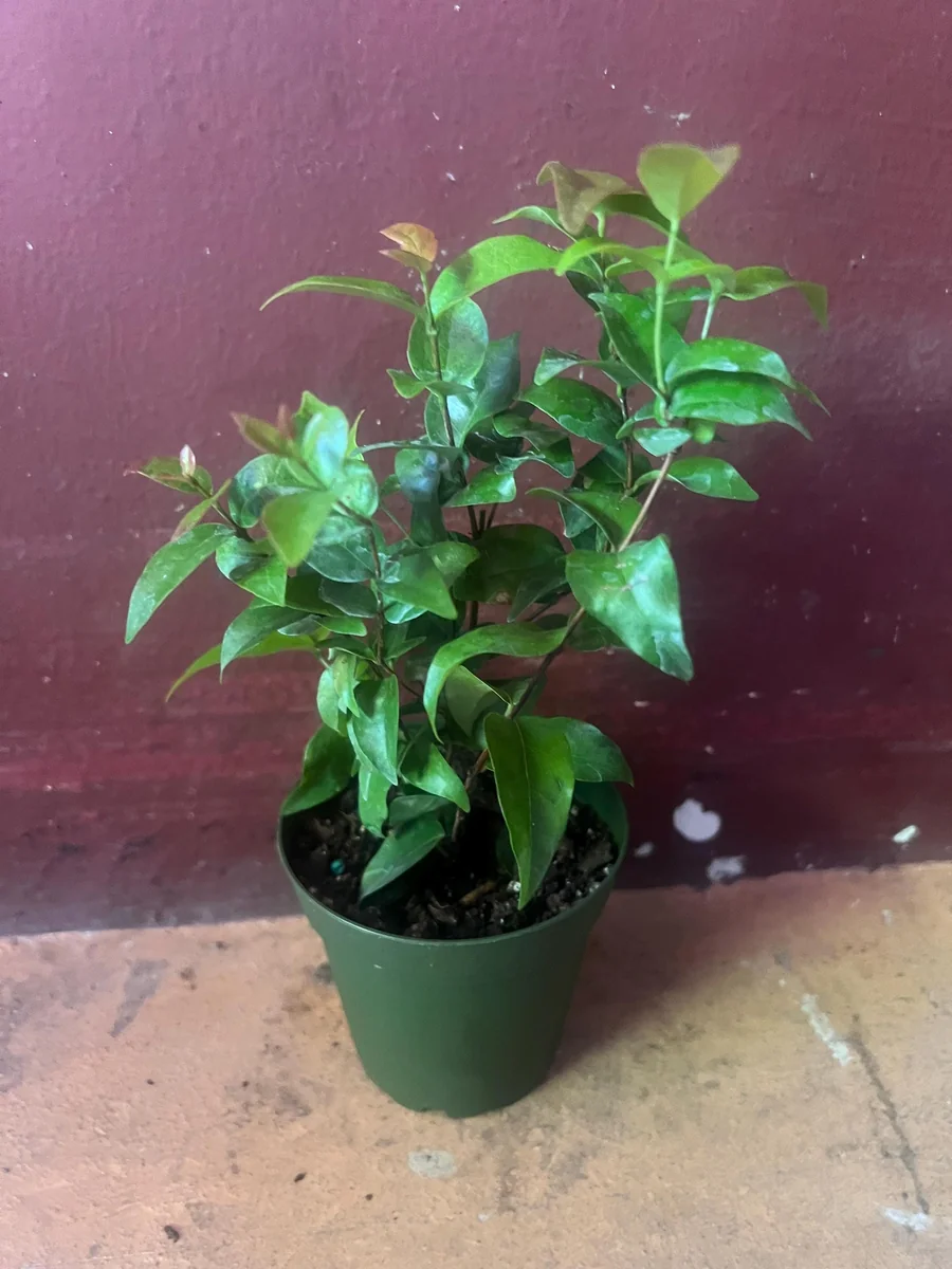 Suriname Cherry Live Plant - 4" Pot - Tropical Fruit Shrub, Eugenia uniflora - Image 3