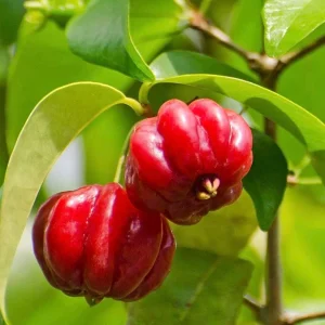 Suriname Cherry Live Plant - 4" Pot - Tropical Fruit Shrub, Eugenia uniflora - Image 1