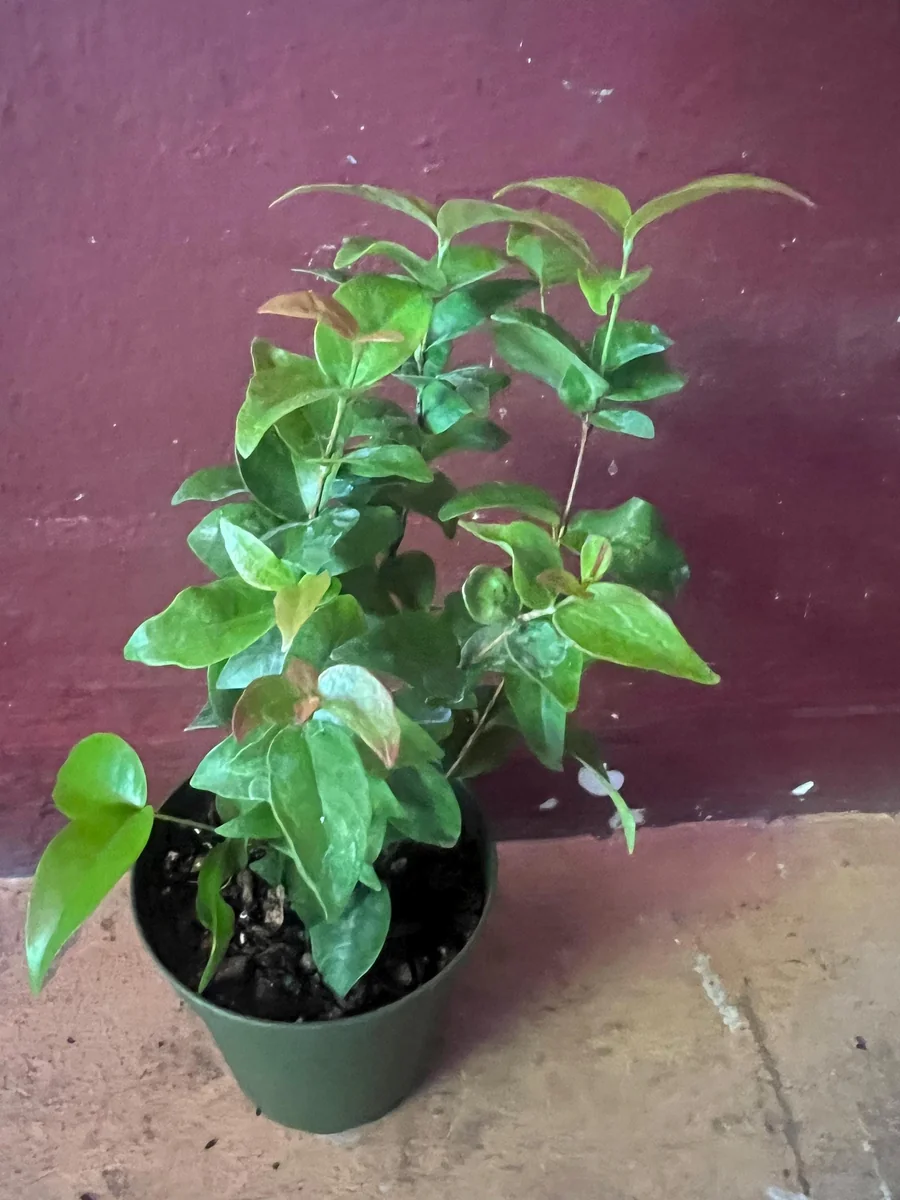 Suriname Cherry Live Plant - 4" Pot - Tropical Fruit Shrub, Eugenia uniflora - Image 4