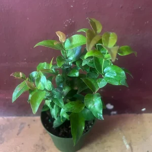 Suriname Cherry Live Plant - 4