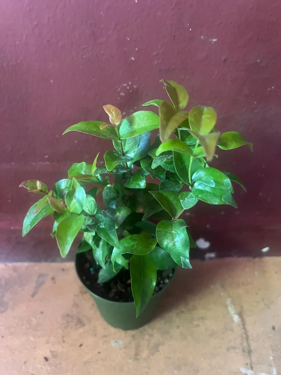 Suriname Cherry Live Plant - 4" Pot - Tropical Fruit Shrub, Eugenia uniflora - Image 5