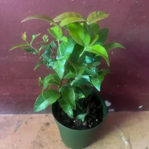 Suriname Cherry Live Plant - 4