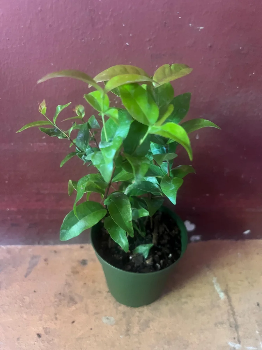 Suriname Cherry Live Plant - 4" Pot - Tropical Fruit Shrub, Eugenia uniflora - Image 6