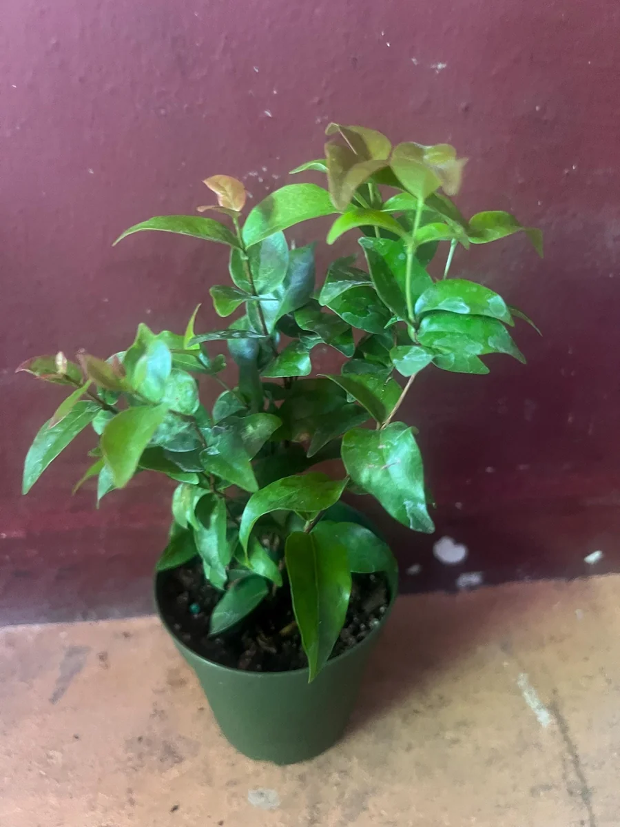 Suriname Cherry Live Plant - 4" Pot - Tropical Fruit Shrub, Eugenia uniflora - Image 9