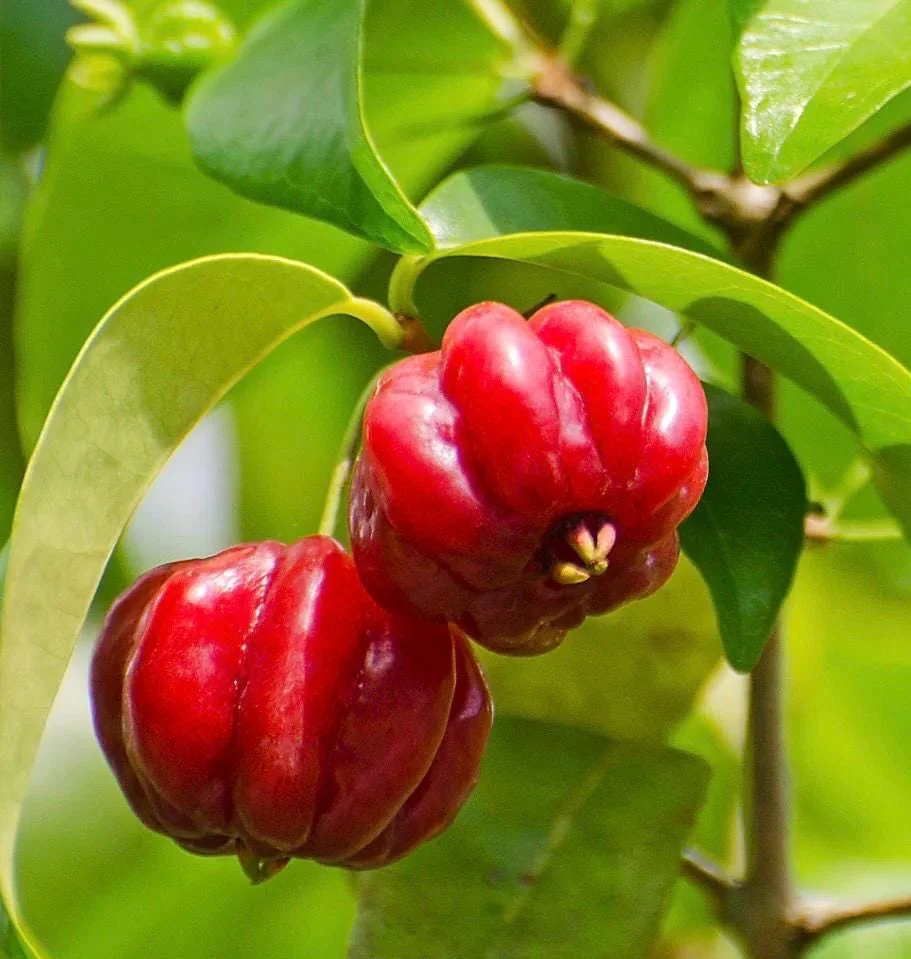 Suriname Cherry Live Plant - 4" Pot - Tropical Fruit Shrub, Eugenia uniflora - Image 1