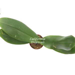 Surprise Orchid Live Plant - 4 inch Pot - Unique Color Potted Houseplant - Image 2