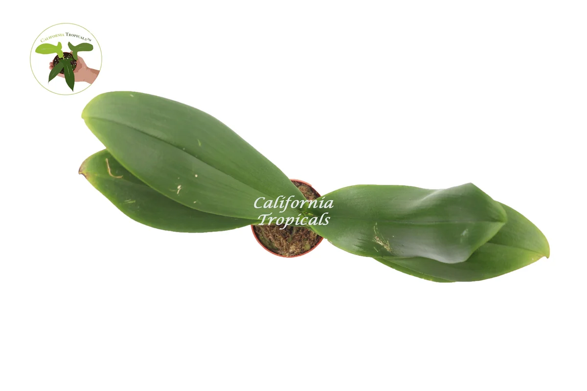 Surprise Orchid Live Plant - 4 inch Pot - Unique Color Potted Houseplant - Image 2